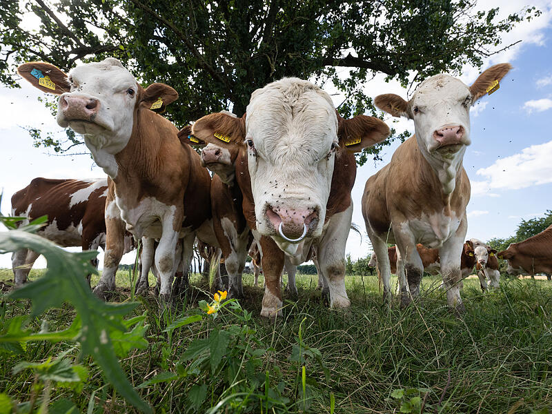 F&uuml;r Rinder wie diese sollen in Weisendorf ein Unterstand und eine Mehrzweckhalle gebaut werden.