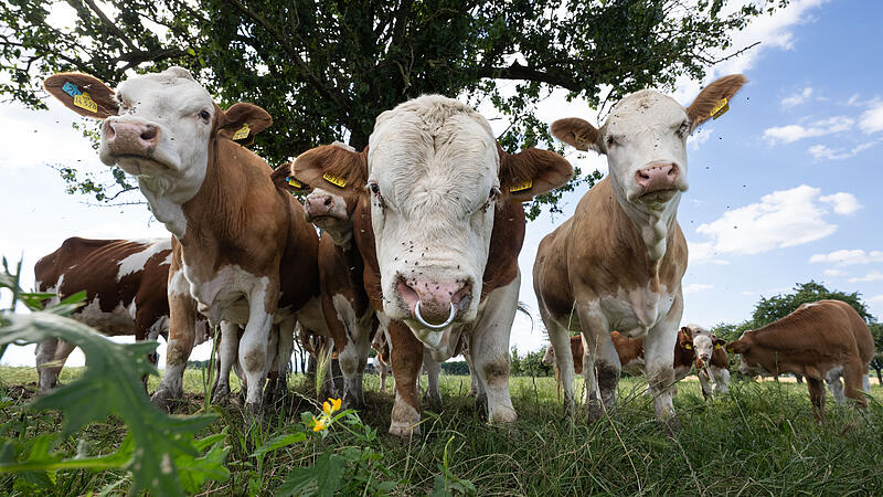 F&uuml;r Rinder wie diese sollen in Weisendorf ein Unterstand und eine Mehrzweckhalle gebaut werden.