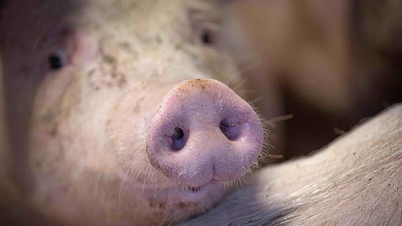 Schweinehaltung Schweinehaltung