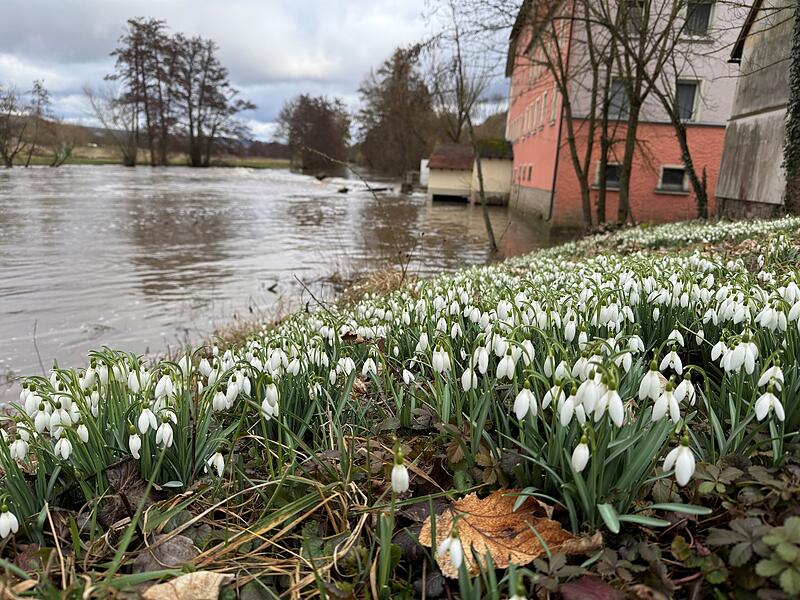 Ein Meer aus Schneegl&ouml;ckchen: Das Fr&uuml;hjahr kommt mit gro&szlig;en Schritten und der Winter verabschiedet sich mit h&ouml;heren Flusspegel &ndash; gesehen an der M&uuml;hle in Trimberg.