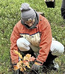 Roteichen waren eine der Baumarten, die geplanzt. wurden.