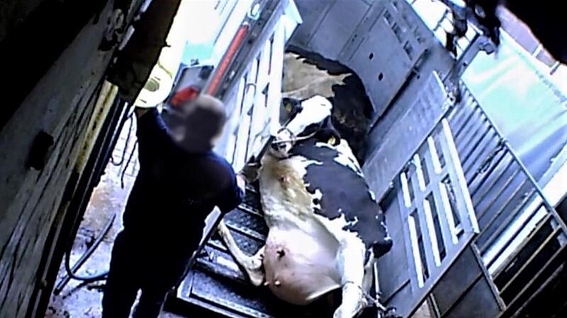 Schockierende Bilder: Eine verletzte Kuh wird beim Entladen in einem Schlachthof in Niedersachsen per Seilzug vom Transporter gehievt und von einem Mitarbeiter maltr&auml;tiert. Spanien will solche Verst&ouml;&szlig;e unterbinden und setzt auf Video&uuml;berwachung zu...