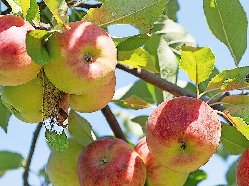 Gesund, schön und voll „öko“: Streuobst. Gesund, schön und voll „öko“: Streuobst.