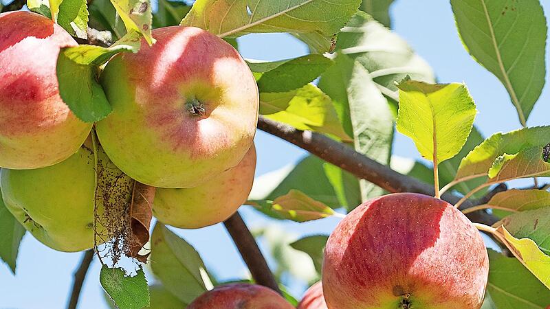 Gesund, schön und voll „öko“: Streuobst. Gesund, schön und voll „öko“: Streuobst.
