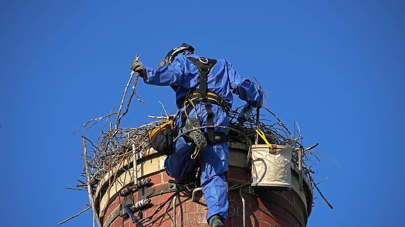 Als der Industriekletterer den Storchenhorst erreichte, flog der Altstorch auf.