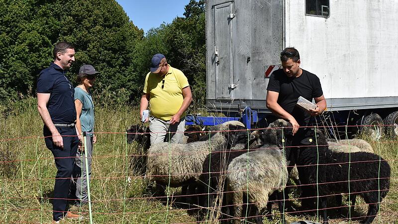 Die alpinen Steinschafe sollen in Gr&auml;fenberg die Artenvielfalt erhalten.