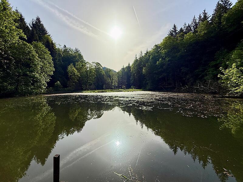 Leserfotos: So sch&ouml;n ist der Sommeranfang im FrankenwaldLeserfotos: So sch&ouml;n ist der Sommeranfang im Frankenwald