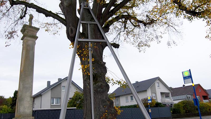 Die Obere Haardtslinde in Zeil, ein beliebter Treffpunkt f&uuml;r Wanderergruppen, hat ein St&uuml;tzkorsett aus Stahl bekommen &ndash; so hofft man sie retten zu k&ouml;nnen.