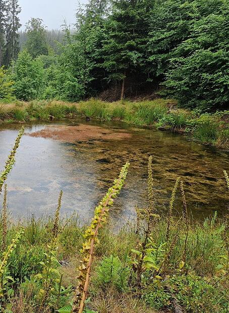 Im Forstrevier in Tettau müssen – wie im gesamten Frankenwald – Herausforderungen bewältigt werden. Hier sollen sich zwei Mitarbeiter der Staatsforsten Rothenkirchen am Holz bereichert haben. Einer stand am Mittwoch vor Gericht. Marco Meißner/FT-A... Im Forstrevier in Tettau müssen – wie im gesamten Frankenwald – Herausforderungen bewältigt werden. Hier sollen sich zwei Mitarbeiter der Staatsforsten Rothenkirchen am Holz bereichert haben. Einer stand am Mittwoch vor Gericht. Marco Meißner/FT-A...