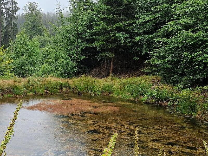 Im Forstrevier in Tettau müssen – wie im gesamten Frankenwald – Herausforderungen bewältigt werden. Hier sollen sich zwei Mitarbeiter der Staatsforsten Rothenkirchen am Holz bereichert haben. Einer stand am Mittwoch vor Gericht. Marco Meißner/FT-A... Im Forstrevier in Tettau müssen – wie im gesamten Frankenwald – Herausforderungen bewältigt werden. Hier sollen sich zwei Mitarbeiter der Staatsforsten Rothenkirchen am Holz bereichert haben. Einer stand am Mittwoch vor Gericht. Marco Meißner/FT-A...