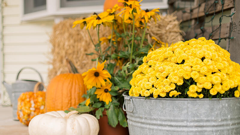 Kübelpflanzen unterstellen Kübelpflanzen unterstellen