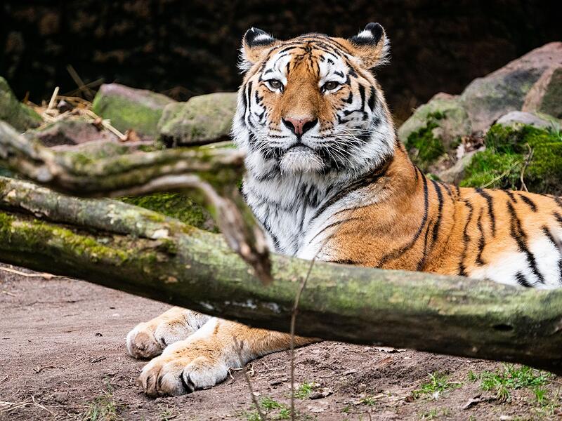 Tiger Manu Tiger Manu