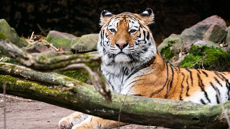 Tiger Manu Tiger Manu
