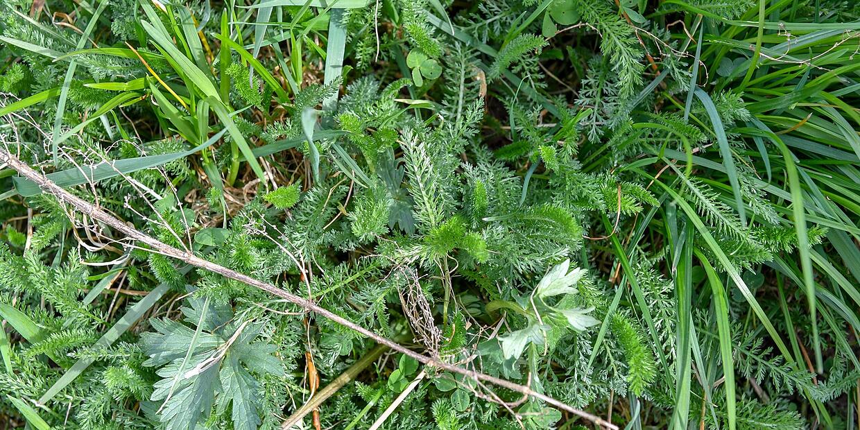 Schafgarbe Spitzwegerich Und L wenzahnbl tter Erbl hen Wieder Schafgarbe Spitzwegerich Und L wenzahnbl tter Erbl hen Wieder