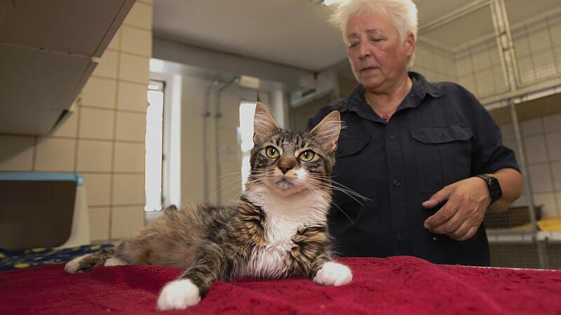 Immer weniger Ärzte kümmern sich um immer mehr Haustiere. Auch im Landkreis Forchheim führt das zu Problemen. Diese Erfahrung macht auch Tierheim-Chefin Christine Schneider-Knapp (hier mit Katze Kimberly).Forchheim & Fränkische Schweiz Immer weniger Ärzte kümmern sich um immer mehr Haustiere. Auch im Landkreis Forchheim führt das zu Problemen. Diese Erfahrung macht auch Tierheim-Chefin Christine Schneider-Knapp (hier mit Katze Kimberly).Forchheim & Fränkische Schweiz