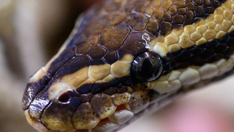 Königspython Königspython