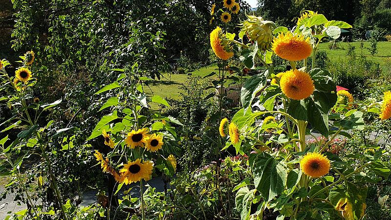 Leserg&auml;rten im AugustLeserg&auml;rten im August