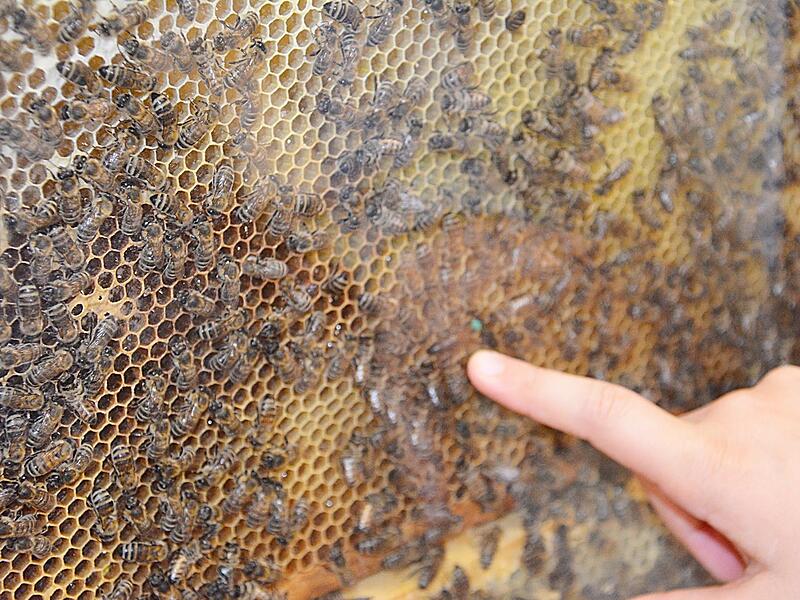 Durch eine Glaswand getrennt kann man gefahrlos das Leben der Bienen in der Wabe betrachten. Die K&ouml;nigin ist mit einem gr&uuml;nen Punkt gekennzeichnet.