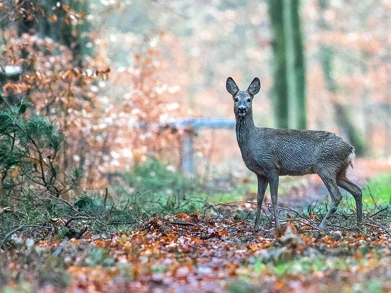Wirtshaussingen begeistert bei Großenseebacher Herbst 2024