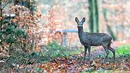 Der Verbiss an Jungpflanzen im Landkreis Erlangen-Höchstadt ist weiterhin hoch. Rehe sind der Grund.