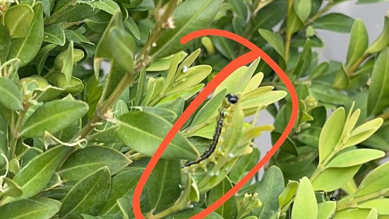Buchsbaumzünsler Buchsbaumzünsler können bis zu fünf Zentimeter lang werden – hier in einer Gartenhecke in Coburg.