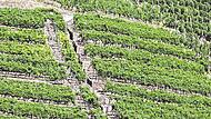 Ein Weinberg in einer Steillage am Rande von Esslingen in Baden-Württemberg: Zu teuer für den Erhalt? Ein Weinberg in einer Steillage am Rande von Esslingen in Baden-Württemberg: Zu teuer für den Erhalt?