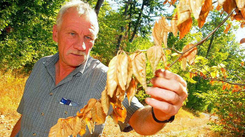 Dem Herbst jetzt schon viel näher als dem Sommer: Der Wald leidet, und Hans Stark leidet mit. Dem Herbst jetzt schon viel näher als dem Sommer: Der Wald leidet, und Hans Stark leidet mit.