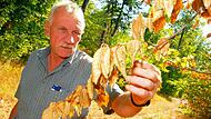 Dem Herbst jetzt schon viel näher als dem Sommer: Der Wald leidet, und Hans Stark leidet mit.