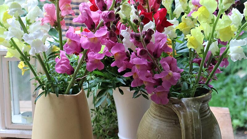 Bunte L&ouml;wenm&auml;ulchen aus dem eigenen Garten sind auch in der Vase h&uuml;bsch anzuschauen.