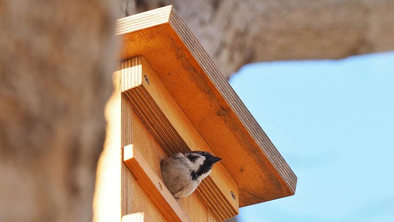 Nistkasten f&uuml;r Spatzen hoch genug aufh&auml;ngen