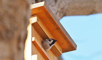 Nistkasten f&uuml;r Spatzen hoch genug aufh&auml;ngen