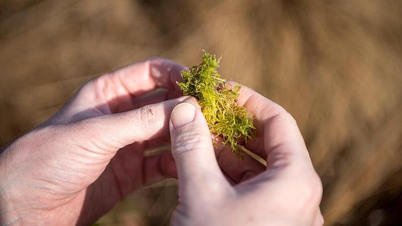 Torfmoos aus dem Siedendorfer Moor. Angesichts des Klimawandels kommt dem Schutz der Moore in den vergangenen Jahren größere Bedeutung zu. Das Europaparlament hat sich für ein umstrittenes EU-Naturschutzgesetz ausgesprochen.