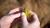 Torfmoos aus dem Siedendorfer Moor. Angesichts des Klimawandels kommt dem Schutz der Moore in den vergangenen Jahren größere Bedeutung zu. Das Europaparlament hat sich für ein umstrittenes EU-Naturschutzgesetz ausgesprochen.