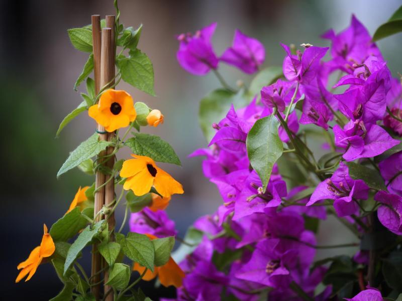 Kletterpflanzen auf dem Balkon