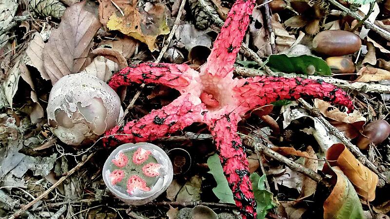Der Tintenfischpilz mit seinen Hexen-Eiern. Der Tintenfischpilz mit seinen Hexen-Eiern.