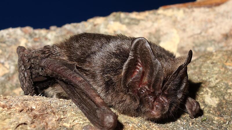 Die Mopsfledermaus hat hohe Ansprüche an ihren Lebensraum und konnte mithilfe eines Batcorders, der ihre Rufe aufzeichnet, im Mittelwald von Kirchehrenbach nachgewiesen werden.Forchheim & Fränkische Schweiz Die Mopsfledermaus hat hohe Ansprüche an ihren Lebensraum und konnte mithilfe eines Batcorders, der ihre Rufe aufzeichnet, im Mittelwald von Kirchehrenbach nachgewiesen werden.Forchheim & Fränkische Schweiz
