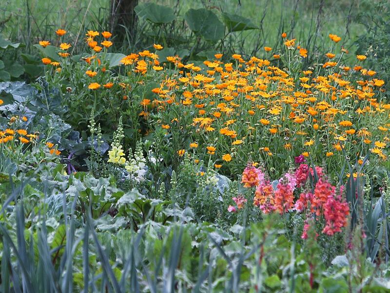 Ringelblumen