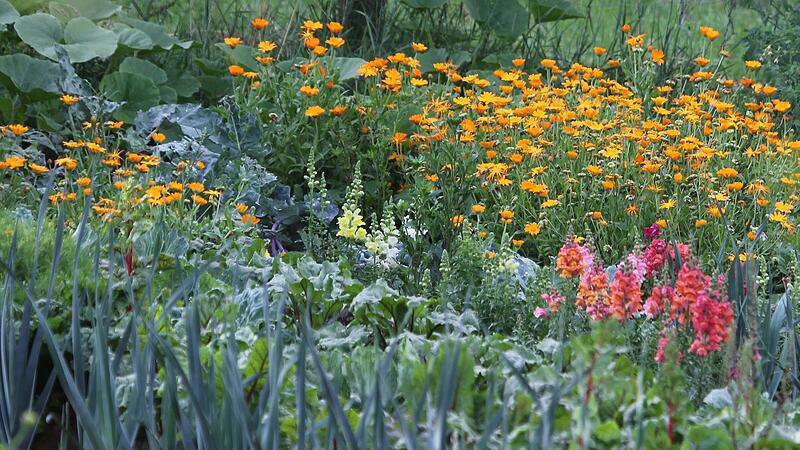 Ringelblumen Ringelblumen