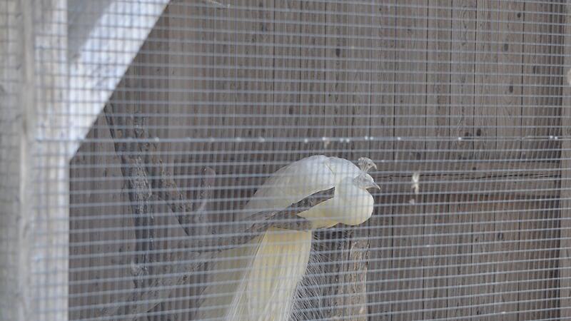 Seit Anfang des Jahres leben die Pfauen des Wildparks Hundshaupten in einer VoliereForchheim & Fränkische Schweiz Seit Anfang des Jahres leben die Pfauen des Wildparks Hundshaupten in einer Voliere,