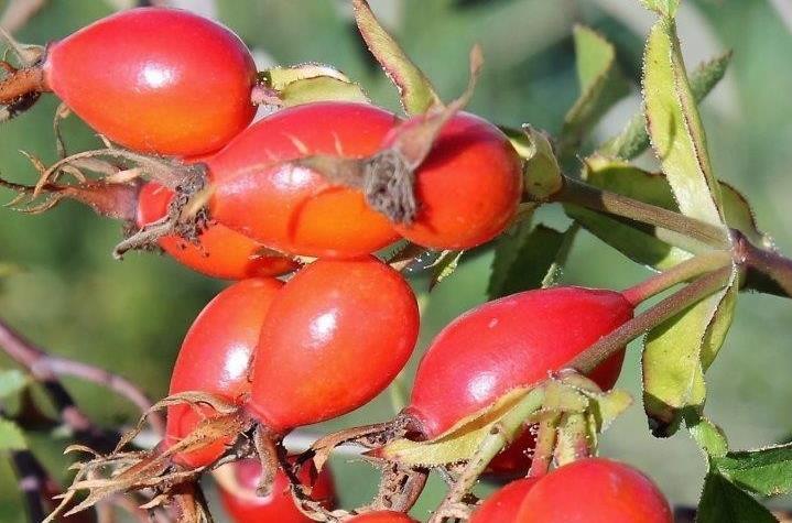 Hagebutten enthalten viele Vitamine. Hagebutten enthalten viele Vitamine.