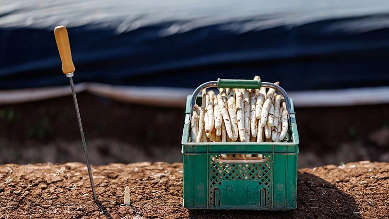 Erster Spargel wird geerntet - Saison startet im April richtig Erster Spargel wird geerntet - Saison startet im April richtig