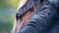 Eckental: 18-J&auml;hrige f&auml;llt wegen fremder Hunde vom Pferd - Halter fl&uuml;chtig
