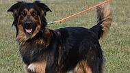 Golden-Retriever-Mix Meilo ist vier Jahre alt.