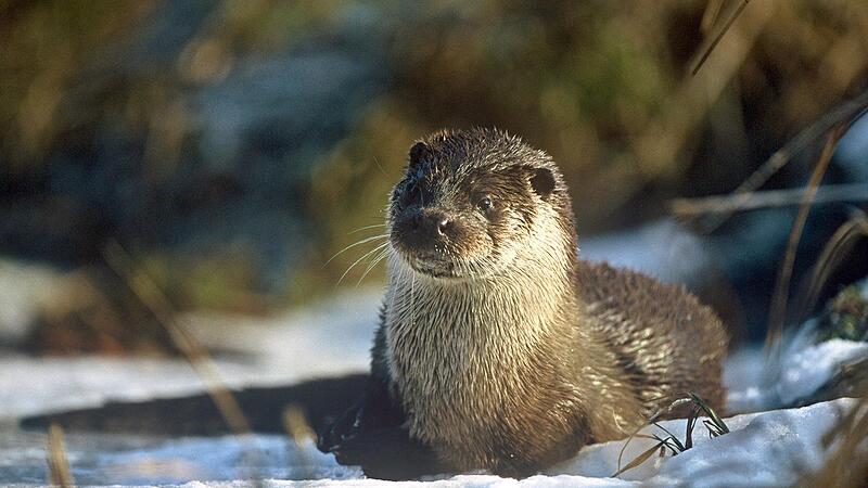 Niedlich ist der Fischotter anzuschauen. F&uuml;r Teichwirte aber ist der Lutra lutra eine wahre Plage.