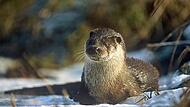 Niedlich ist der Fischotter anzuschauen. F&uuml;r Teichwirte aber ist der Lutra lutra eine wahre Plage.