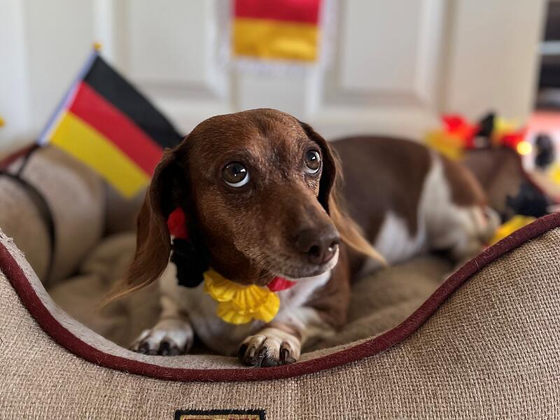 Bamberger EM-Orakel ist Dackel Lucy Bamberger EM-Orakel ist Dackel Lucy