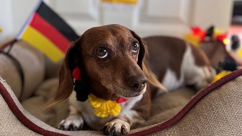 Die braunen Kulleraugen haben die Redaktion &uuml;berzeugt: Das soll unser Orakel sein.