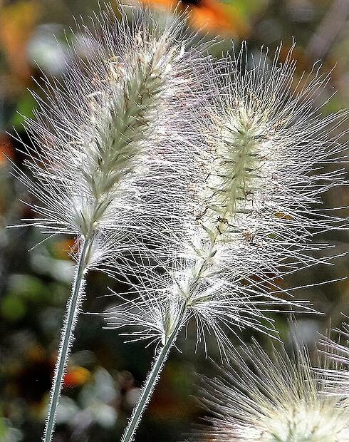 Unendliche Variationen von Ziergräsern Unendliche Variationen von Ziergräsern