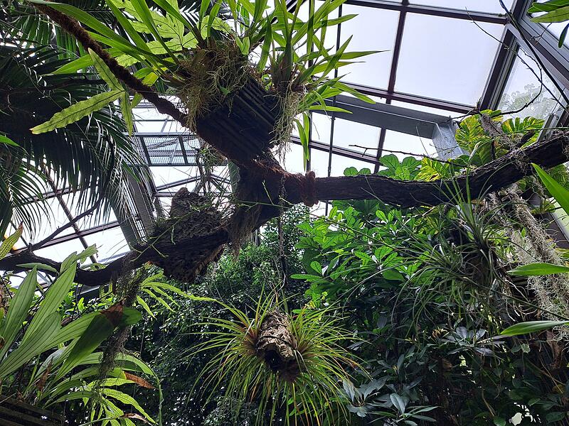 Der absolute Favorit steht aber im Palmenhaus. Wenn man die hohe Luftfeuchtigkeit mal vergisst, ist das sicher der beste Ausblick.