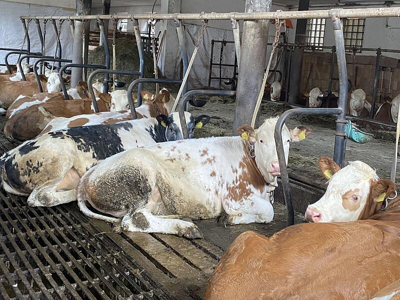 Peta Dieses Foto von mutmaßlicher Tierquälerei im Landkreis Bamberg wurde der Tierschutzorganisation PETA zugespielt.